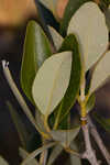 Black mangrove